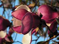Magnolia cv Inconnu (fam Magnoliacees) (Photo F. Mrugala) (2)
